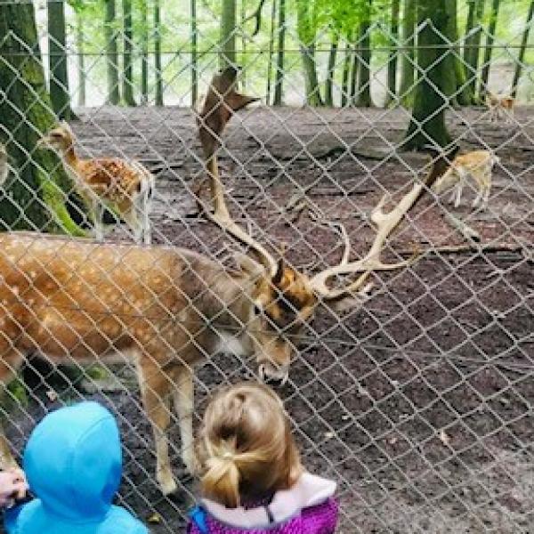 Wir beobachten Tiere im Süggelwald